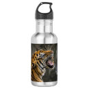 Search for tigers photography Big cat