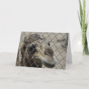 Search for camel cards Humour