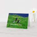 Search for puffin cards Iceland