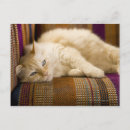 Search for couch postcards Sofa