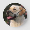 Search for labrador retriever clocks Animal