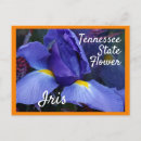 Search for iris flower postcards Floral photography
