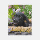 Search for labrador retriever blankets Funny