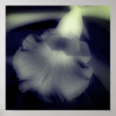 Search for black and white flowers posters Nature