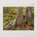 Search for cascade postcards Moss