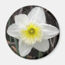 Search for white daffodil magnets Yellow