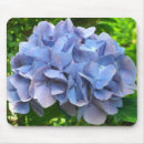 Search for hydrangea flowers photography Plants