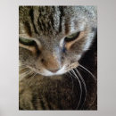 Search for pet photography posters Tabby