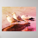 Search for seagull posters Nature