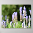 Search for depth of field Floral
