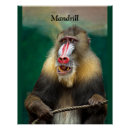 Search for ape art Africa