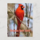 Search for virginia state bird postcards Cardinal