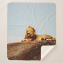 Search for lion blankets Nature