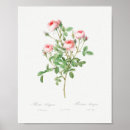 Search for vintage rose posters Flowers