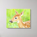 Search for danita delimont canvas prints White tailed deer