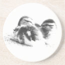 Search for duckling coasters Photography