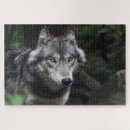 Search for wild wolf puzzles Grey
