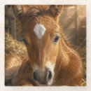 Search for stable coasters Foal