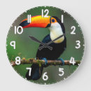 Search for toucan clocks Jungle