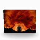 Search for puffy photography Dog
