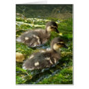 Search for duckling cards Animals