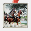 Search for clydesdale horse Clydesdale horses