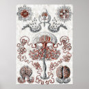 Search for vintage jellyfish posters Kunstformen der natur