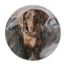Search for dachshund chopping boards Cute baby animal