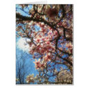 Search for springtime photography Pink