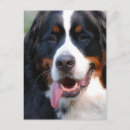 Search for mountain dog postcards Dogs