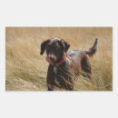 Search for chocolate lab puppy stickers Chocolate labrador retriever