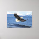 Search for haliaeetus canvas prints Predator