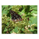 Search for fritillari art Gulf fritillary