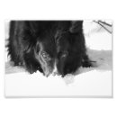 Search for collie painting posters Black and white