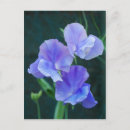 Search for sweet pea flowers postcards Blue