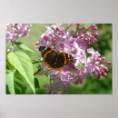 Search for lilac posters Butterfly