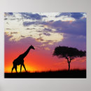 Search for giraffa Masai mara national park