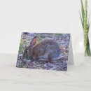 Search for cottontail cards Nature