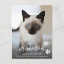 Search for cat adoption Kitten