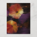 Search for glories postcards Morning glory