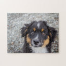Search for aussie photography Dog