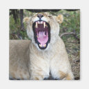 Search for panthera magnets Wildlife
