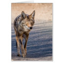 Search for wiley Coyote
