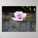 Search for japanese magnolias posters Blossoms