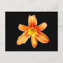 Search for orange lily postcards Tiger