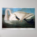 Search for swan bird posters Audubon