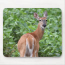 Search for tailed mousepads Animal