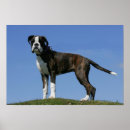 Search for boxer puppy posters Dog