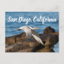 Search for flies postcards Nature