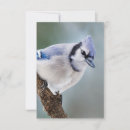 Search for branch note cards Wildlife